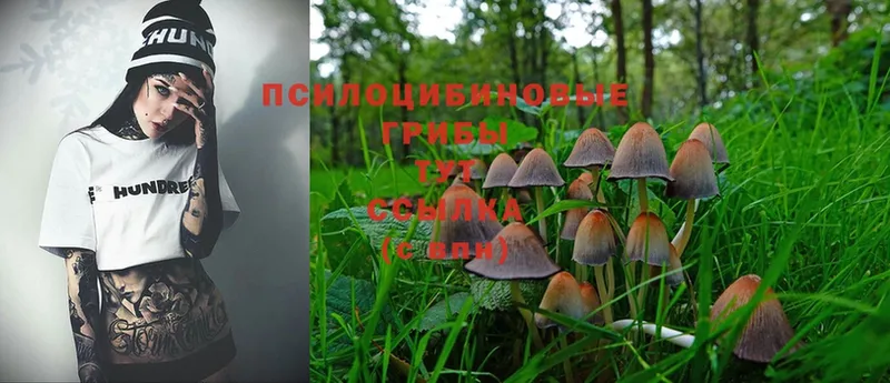 Галлюциногенные грибы Psilocybine cubensis  ОМГ ОМГ зеркало  Голицыно 